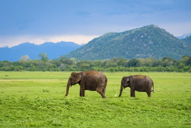 Sri Lanka: Culture, Wildlife & Beach