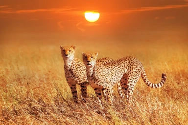 Safari & Mauritius Holiday