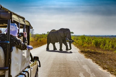 Safari Holidays