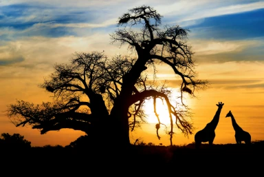 Chobe National Park and the Okavango Delta