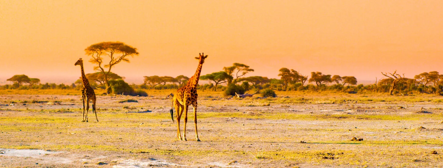 Safari Holidays