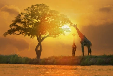 South Africa Safari & Cape Town