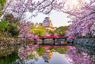 Japan Cherry Blossom Tour Package