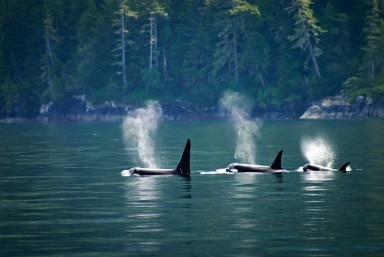 Explore Vancouver, Whistler, The Rockies and Lake Louise