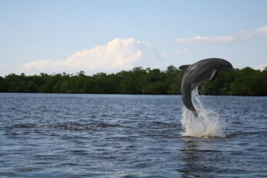 Disney & Cape Coral
