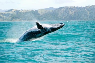 Swimming with Dolphins on the Big Island