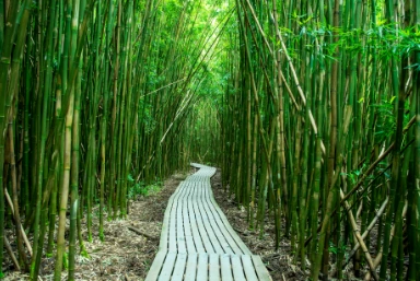 The Road to Hana