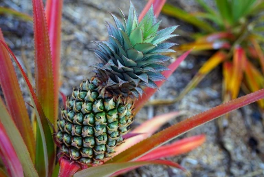 Maui Gold Pineapples