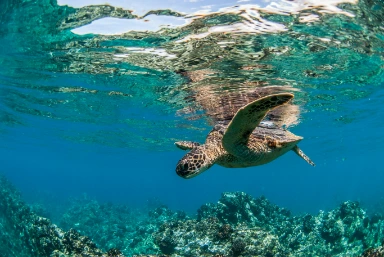 Swimming with Dolphins on the Big Island