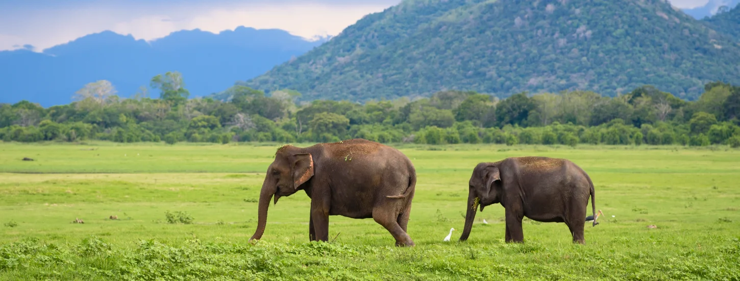 Sri Lanka Holidays