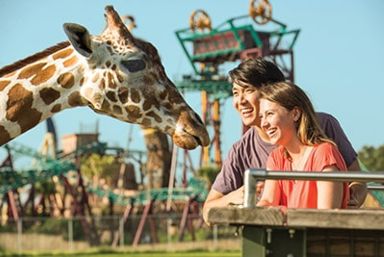 Things to do at Busch Gardens Tampa