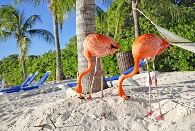 Visit Renaissance Island in Aruba