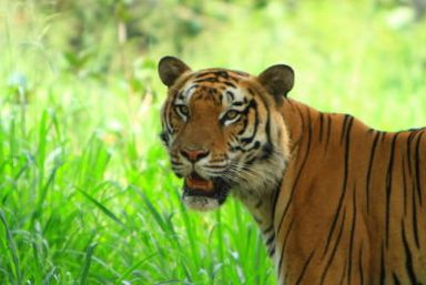 Central India Wildlife Holidays